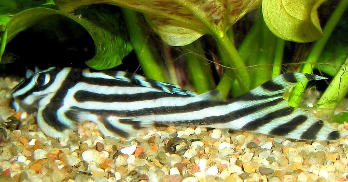 Pictures of Zebra Pleco