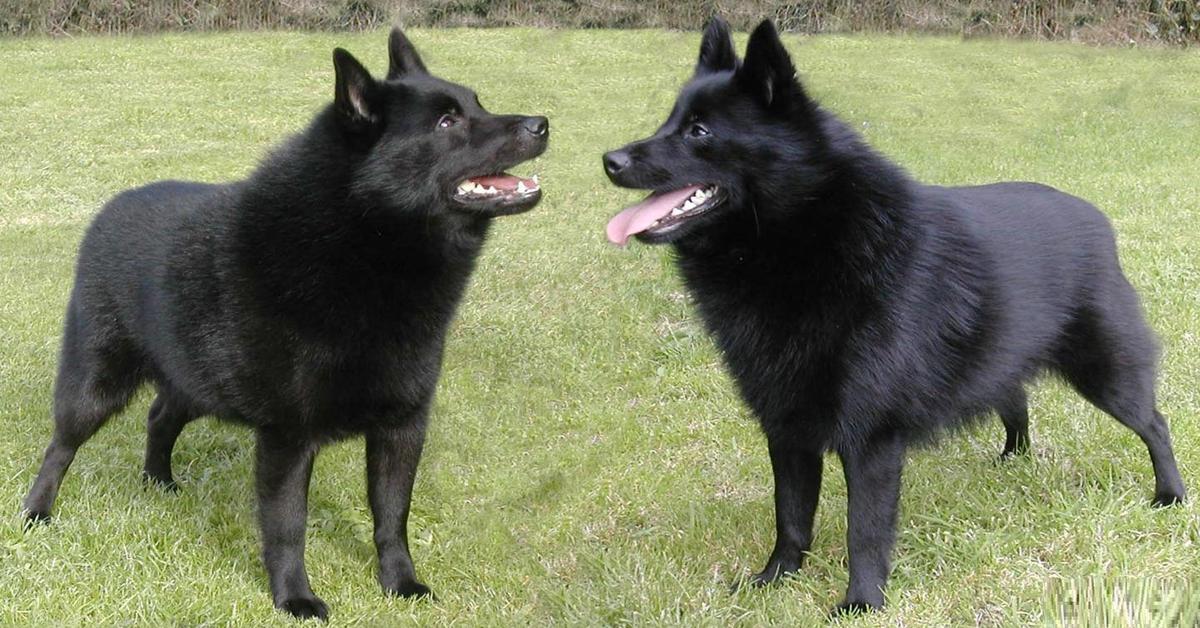 Pictures of Schipperke