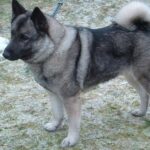 Pictures of Norwegian Elkhound