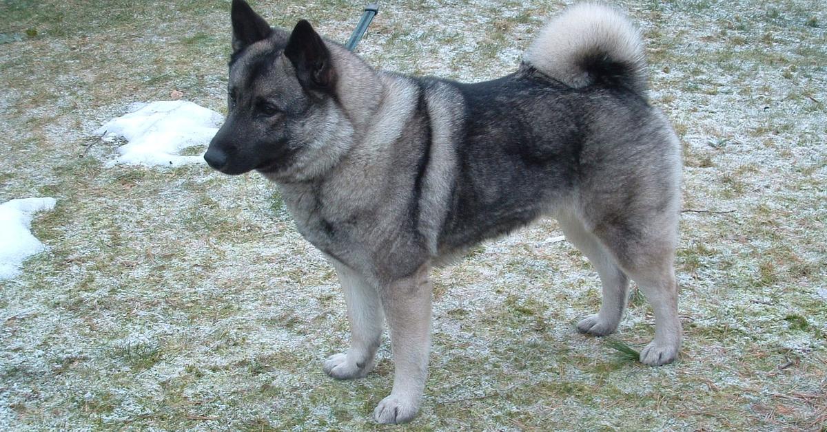 Pictures of Norwegian Elkhound