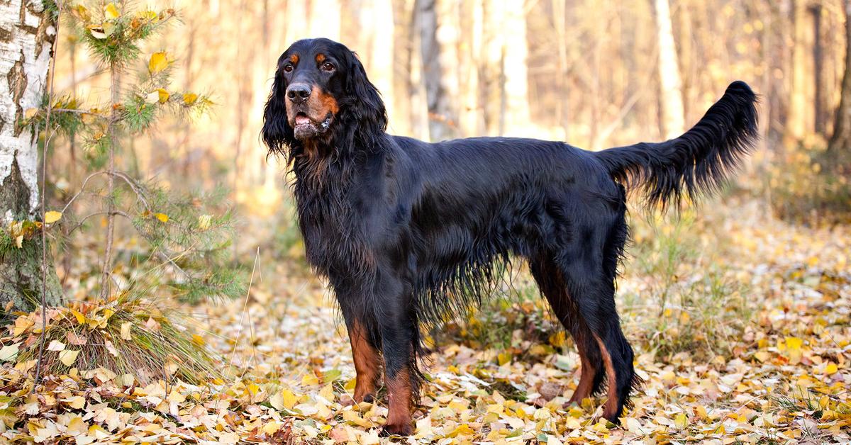 Pictures of Gordon Setter