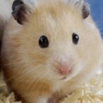 Pictures of Teddy Bear Hamster