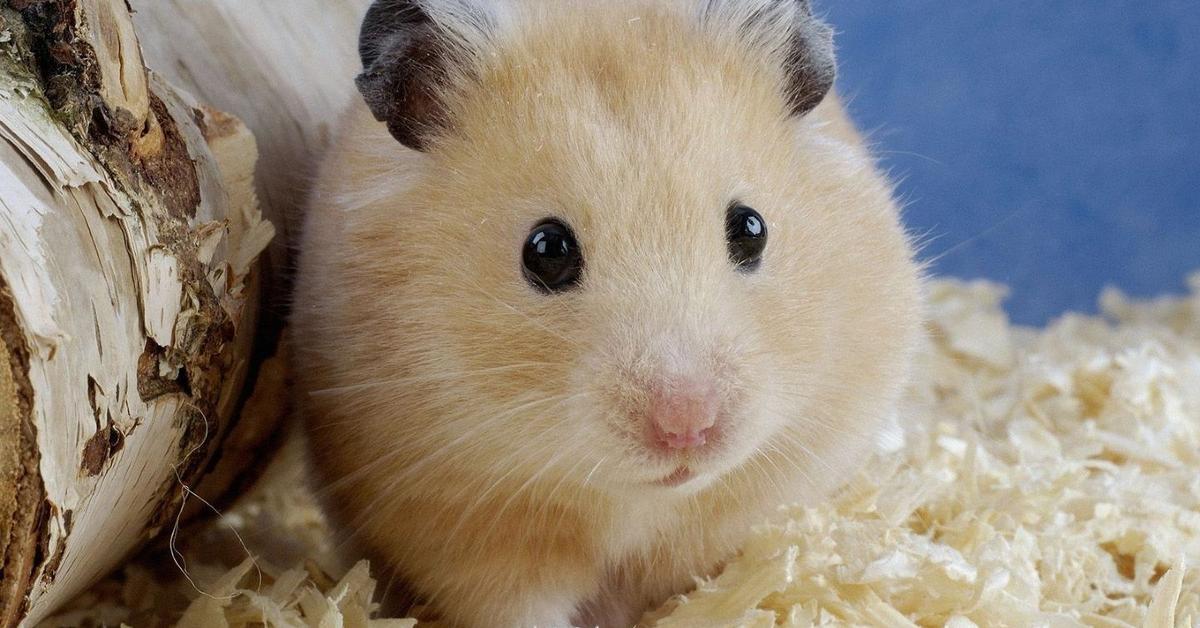 Pictures of Teddy Bear Hamster