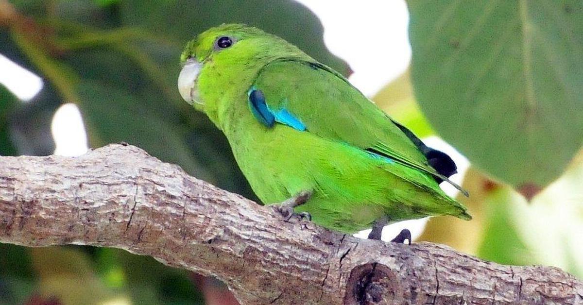 Pictures of Parrotlet