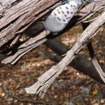 Pictures of Spotted Lanternfly