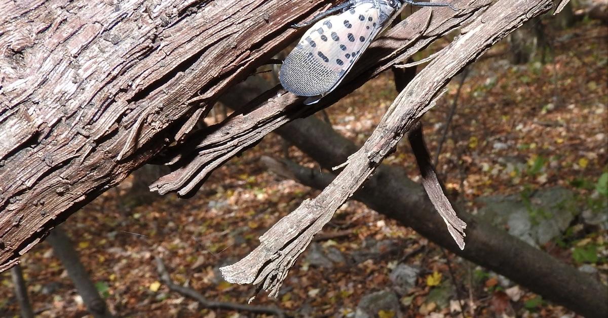 Pictures of Spotted Lanternfly