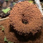 Pictures of Leafcutter Ant