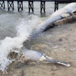 Pictures of Sei Whale