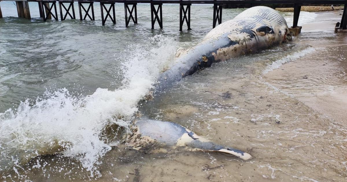 Pictures of Sei Whale