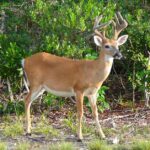 Pictures of Key Deer