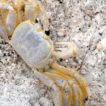 Pictures of Ghost Crab