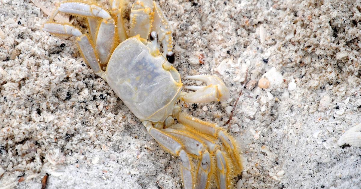 Pictures of Ghost Crab