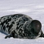 Pictures of Hooded Seal