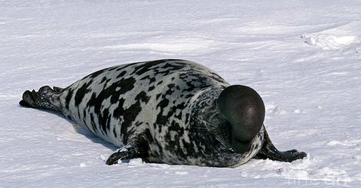 Pictures of Hooded Seal