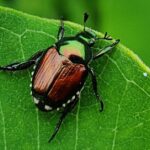 Pictures of Japanese Beetle