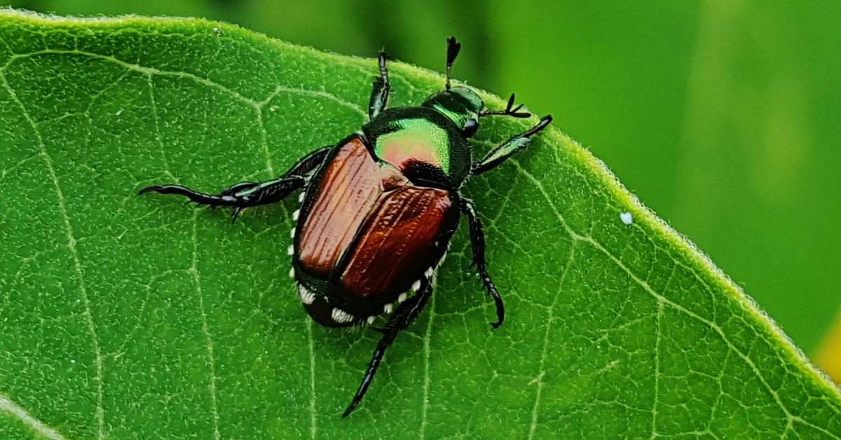 Pictures of Japanese Beetle