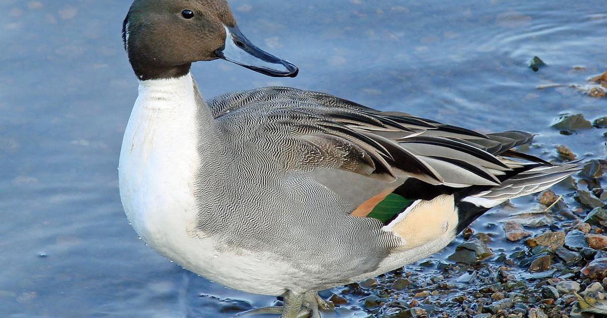 Pictures of Northern Pintail