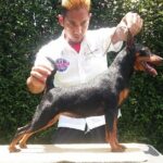 Pictures of Miniature Pinscher