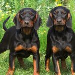 Pictures of Black And Tan Coonhound