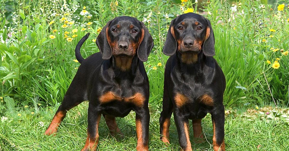 Pictures of Black And Tan Coonhound