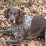 Pictures of German Shorthaired Pointer