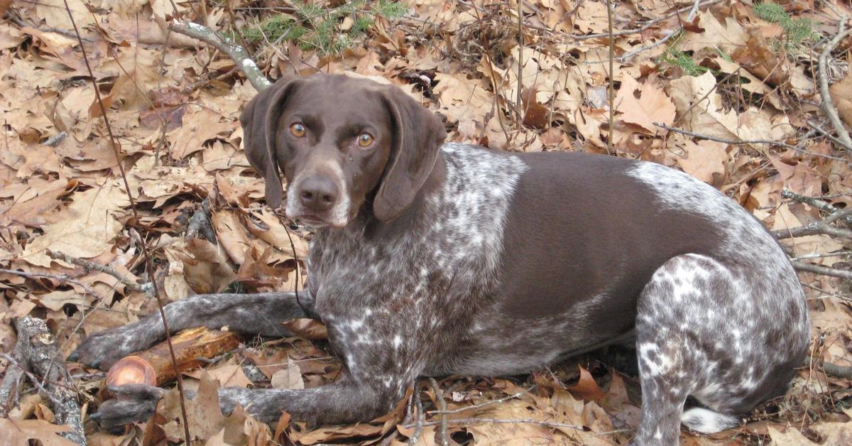 Pictures of German Shorthaired Pointer