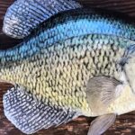 Pictures of Crappie Fish