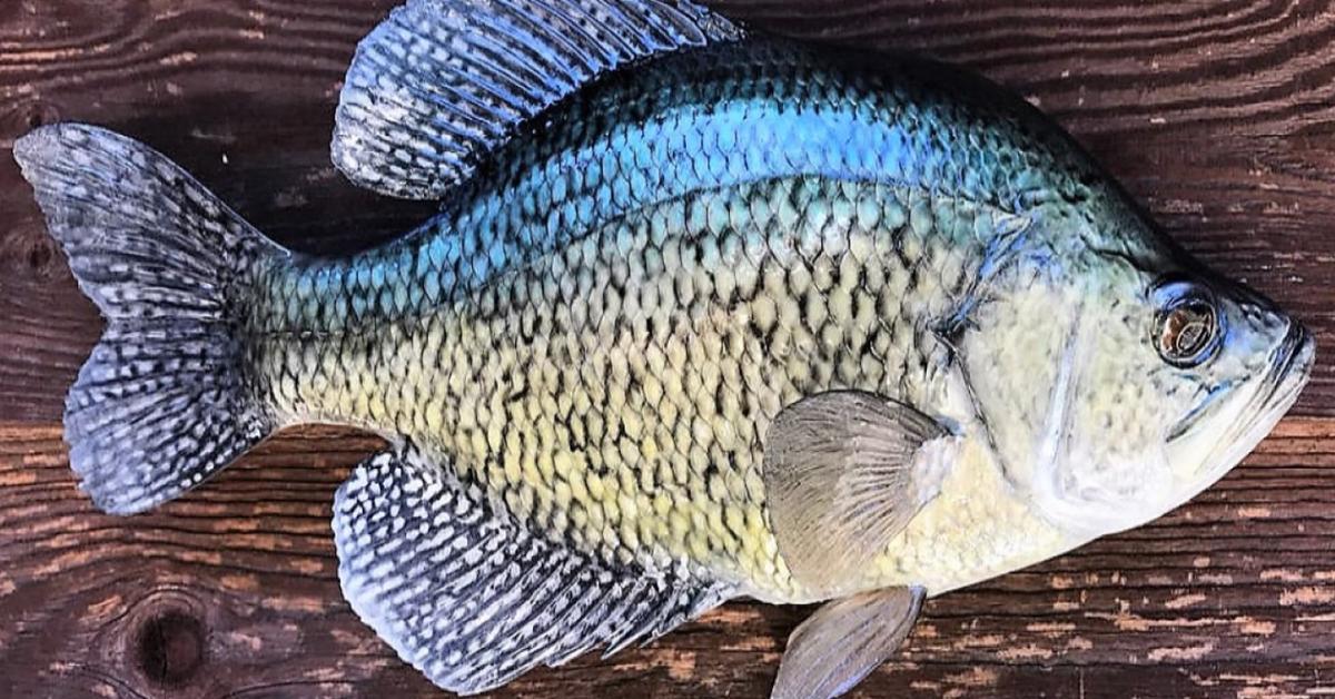 Pictures of Crappie Fish