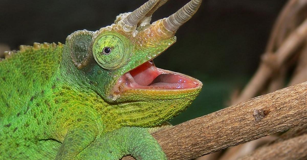 Pictures of Jackson’S Chameleon