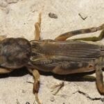 Pictures of Mole Cricket