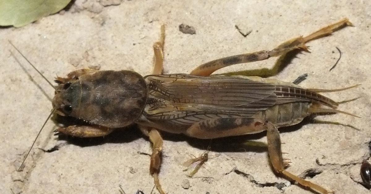 Pictures of Mole Cricket