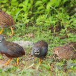 Pictures of Northern Bobwhite