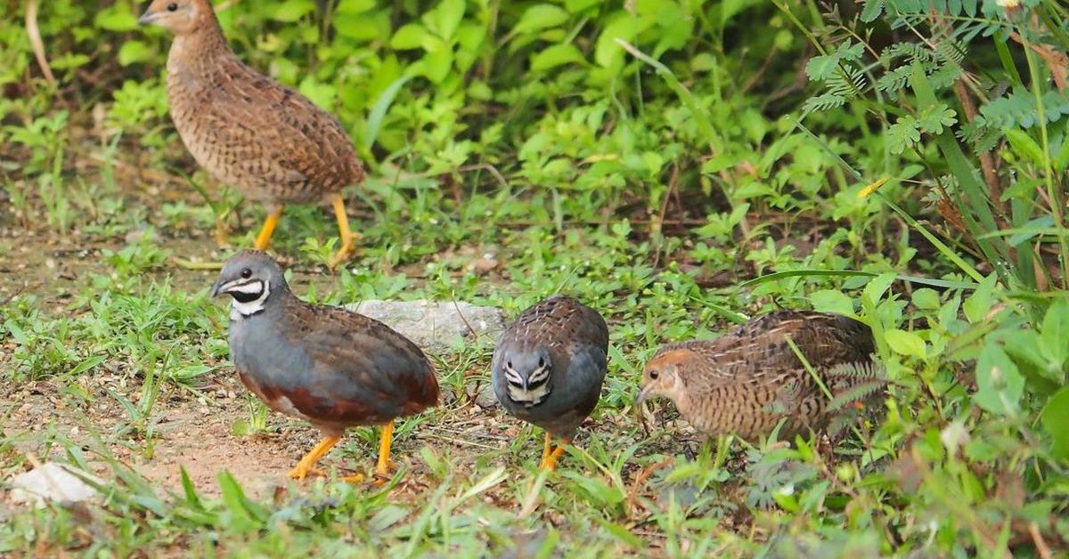 Pictures of Northern Bobwhite