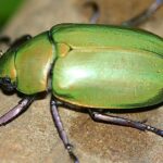 Pictures of Dung Beetle