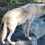 Pictures of Mackenzie Valley Wolf