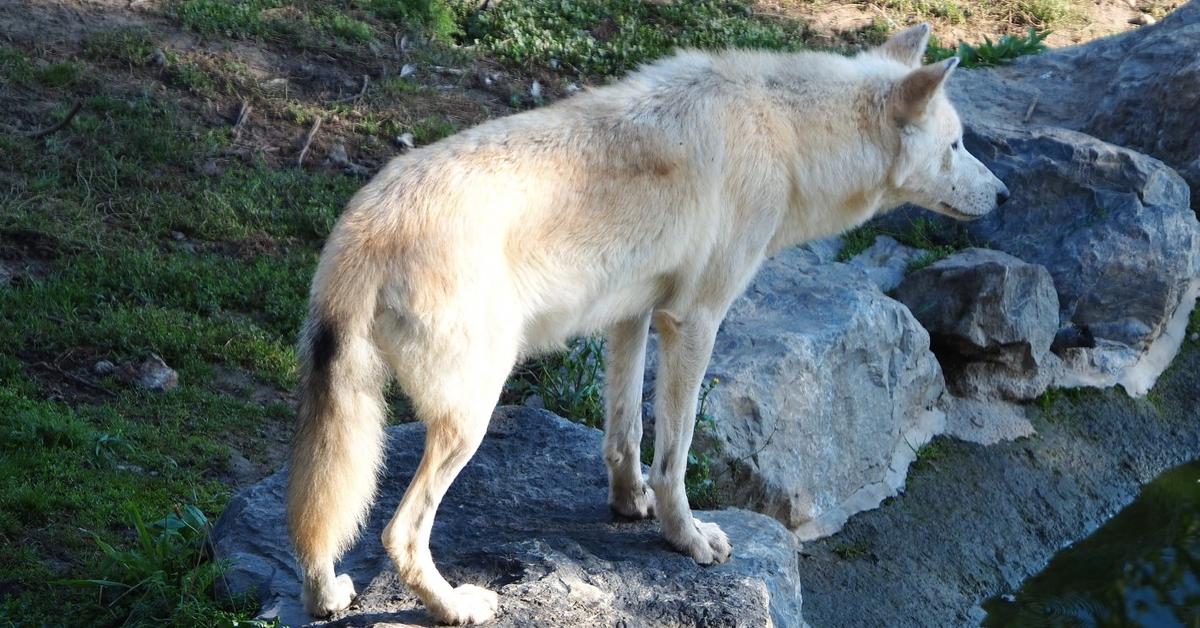 Pictures of Mackenzie Valley Wolf