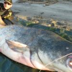 Pictures of Mekong Giant Catfish