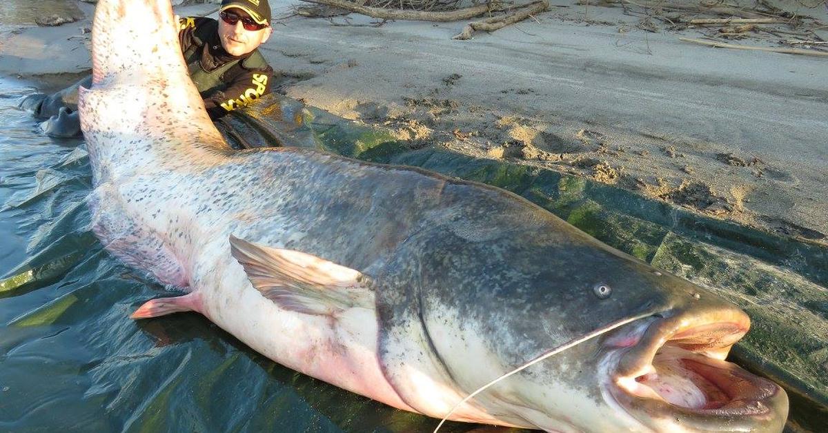 Pictures of Mekong Giant Catfish