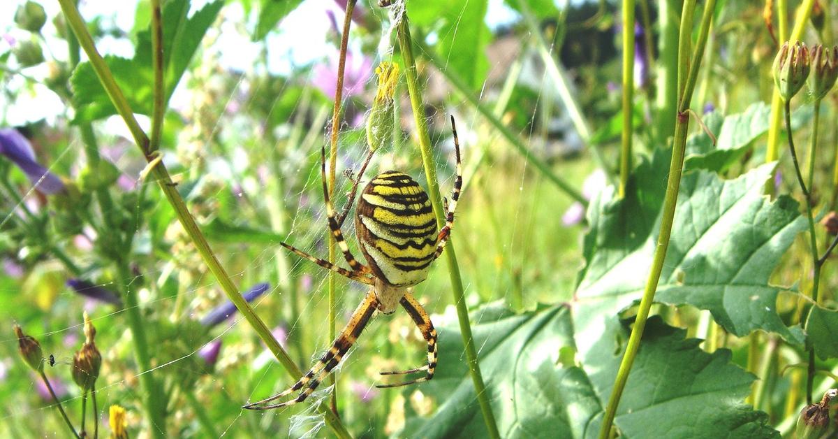 Pictures of Spider Wasp