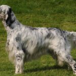 Pictures of English Setter