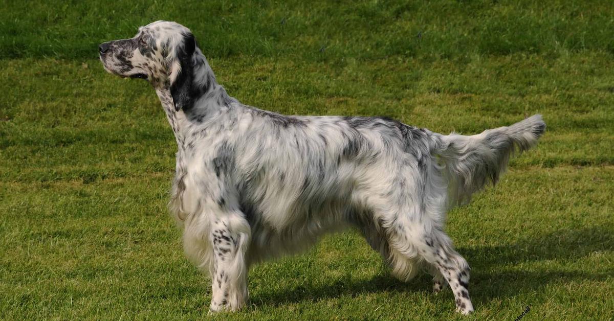 Pictures of English Setter