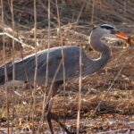 Pictures of Great Blue Heron