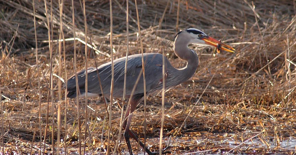 Pictures of Great Blue Heron