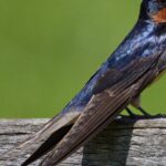 Pictures of Barn Swallow