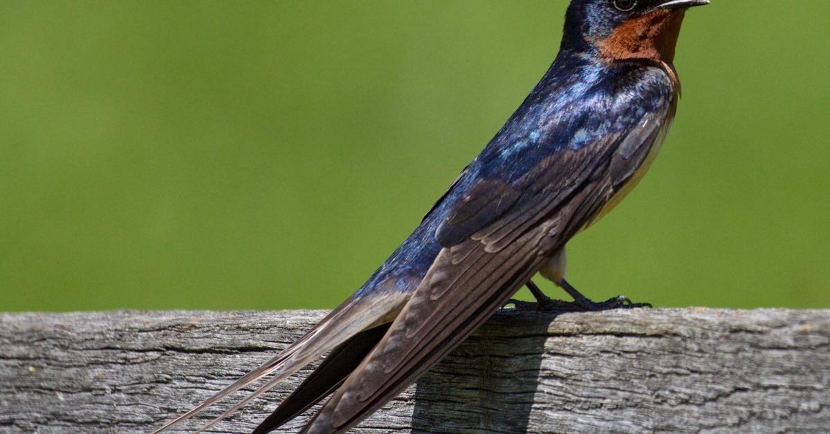 Pictures of Barn Swallow
