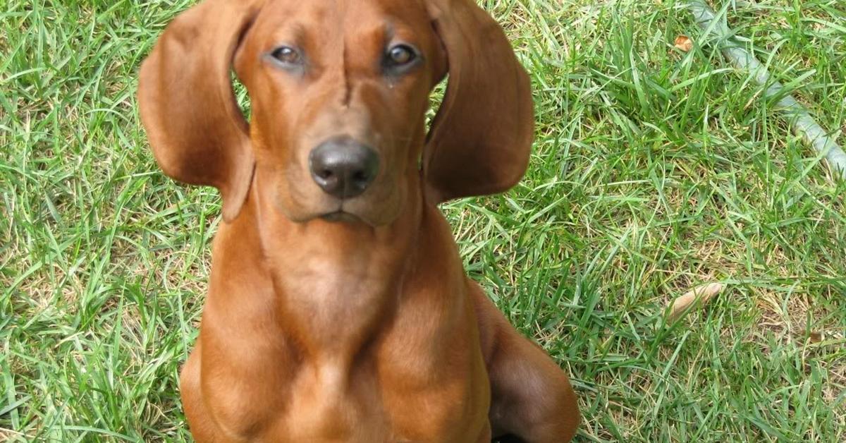 Pictures of Redbone Coonhound