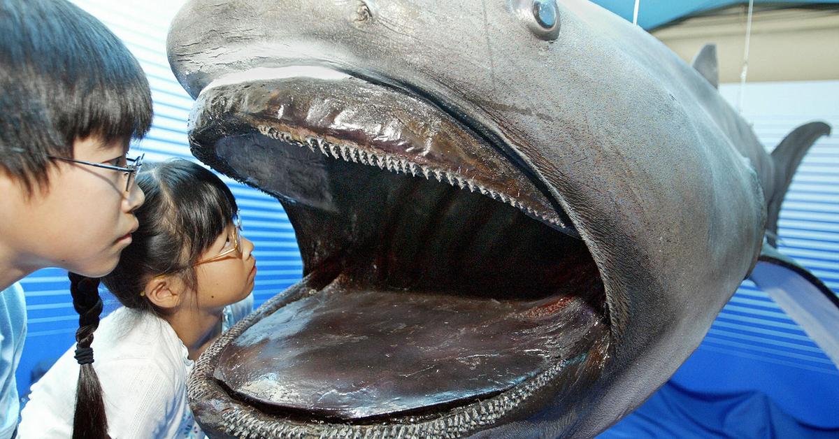 Pictures of Megamouth Shark