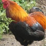 Pictures of Booted Bantam