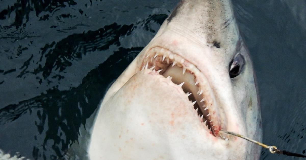 Pictures of Porbeagle Shark