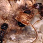 Pictures of Carpenter Ant